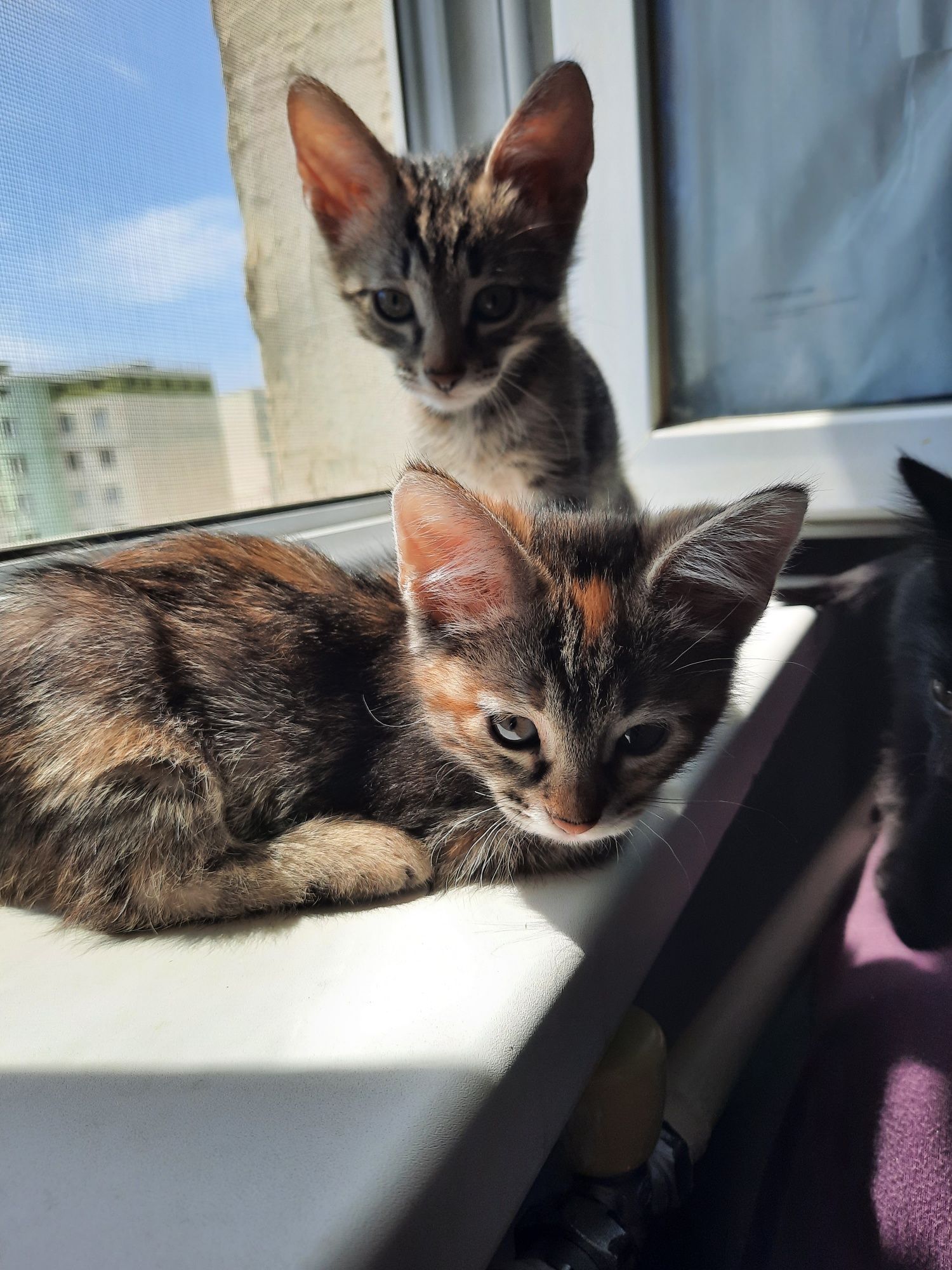 Котята в ответственные руки