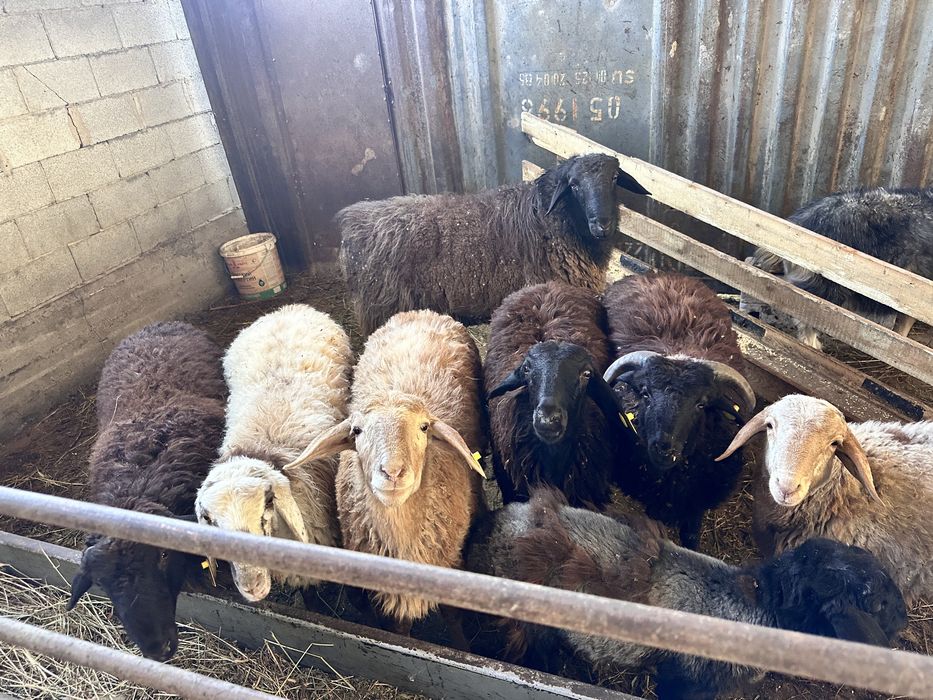 Продам баран , хорошие не вонючие