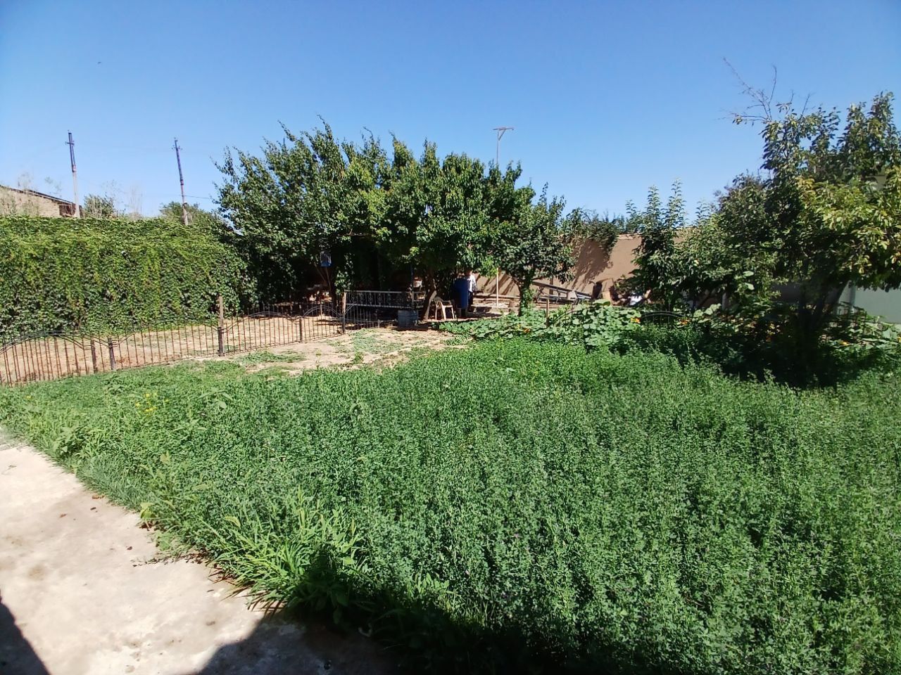 Oltin tepa tutzor havas