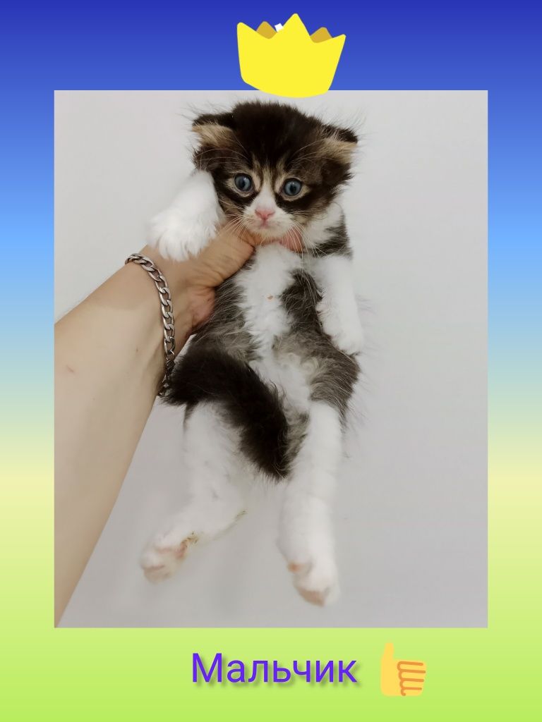 Шотланские котята фолды девочки и мальчики