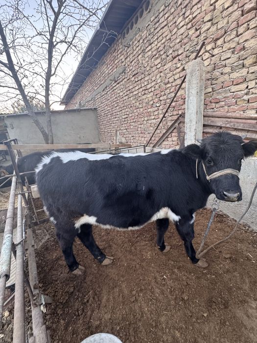 2ta tanalar sotiladi