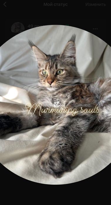 Котята Мейнкуны!