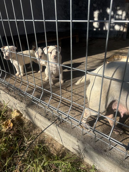 Джак ръсел териер