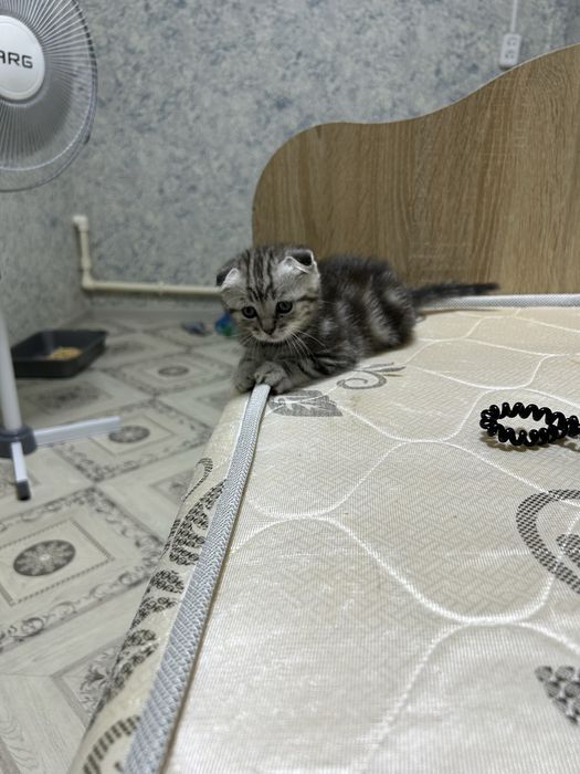 Продам девочку уральск