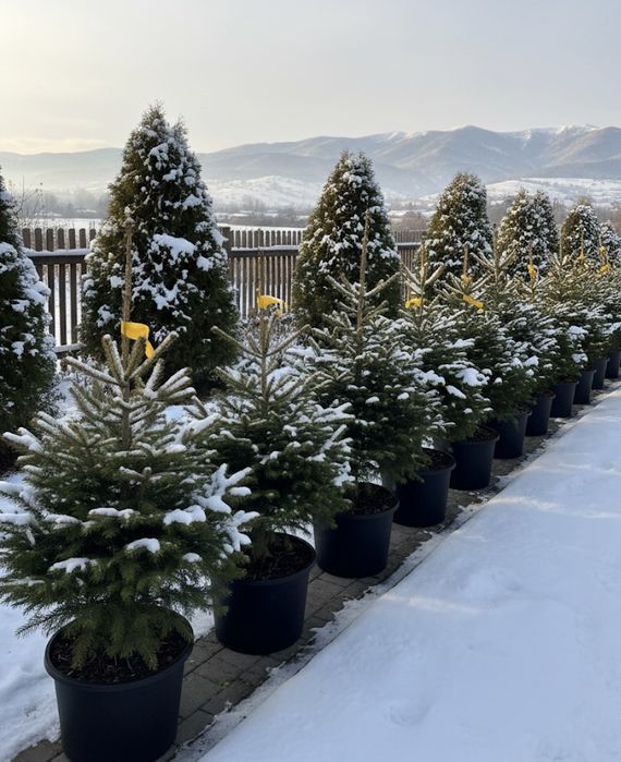 Живая Елка В Горшке Для Новогоднего Украшения