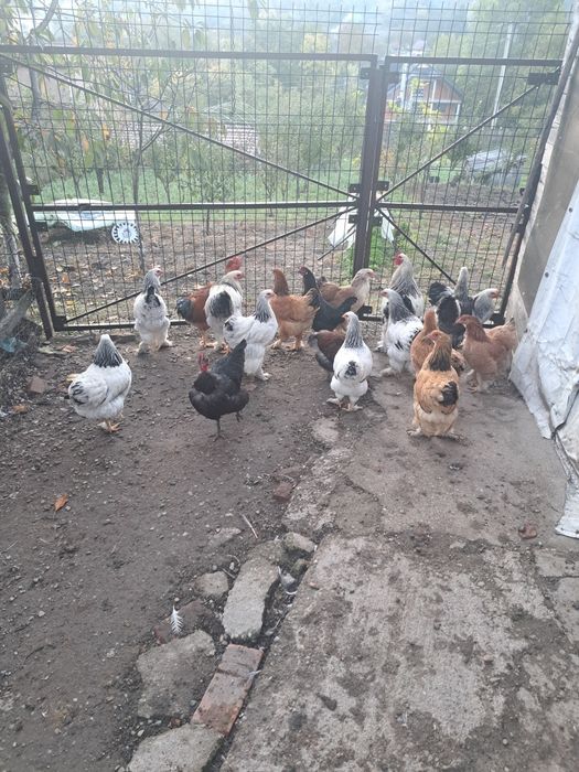 Vând găini brahma  sau familie menționez ca sunt pui scoși în primavar