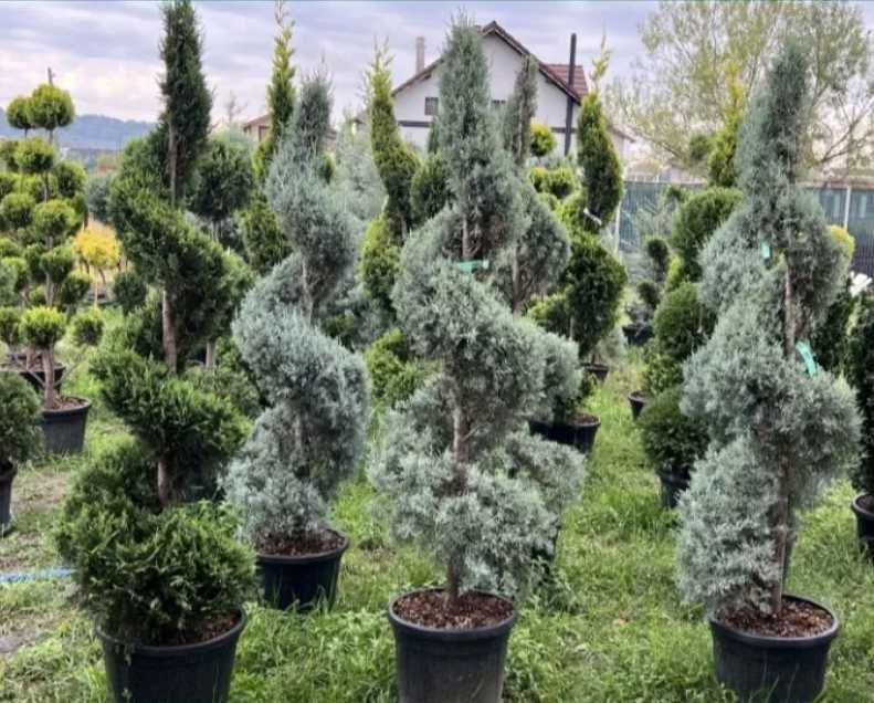 Plante Ornamentale - Pentru Gradina ta , Calitate Garantata !