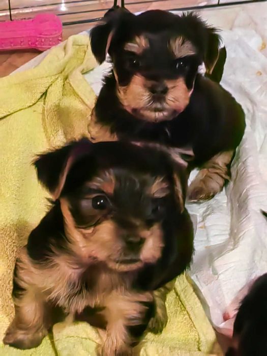 Сладки йоркита очакват своите стопани