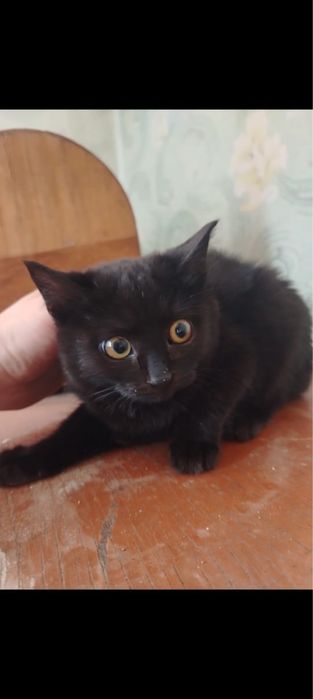 Ищем дом котяткам!