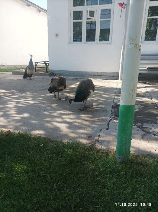 Продаются молодые павлины