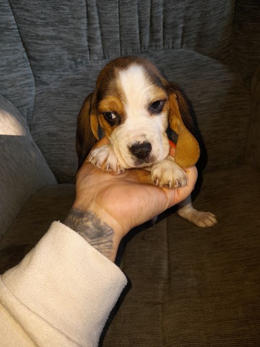 Oferta azi! Puiuti beagle tricolor și silver