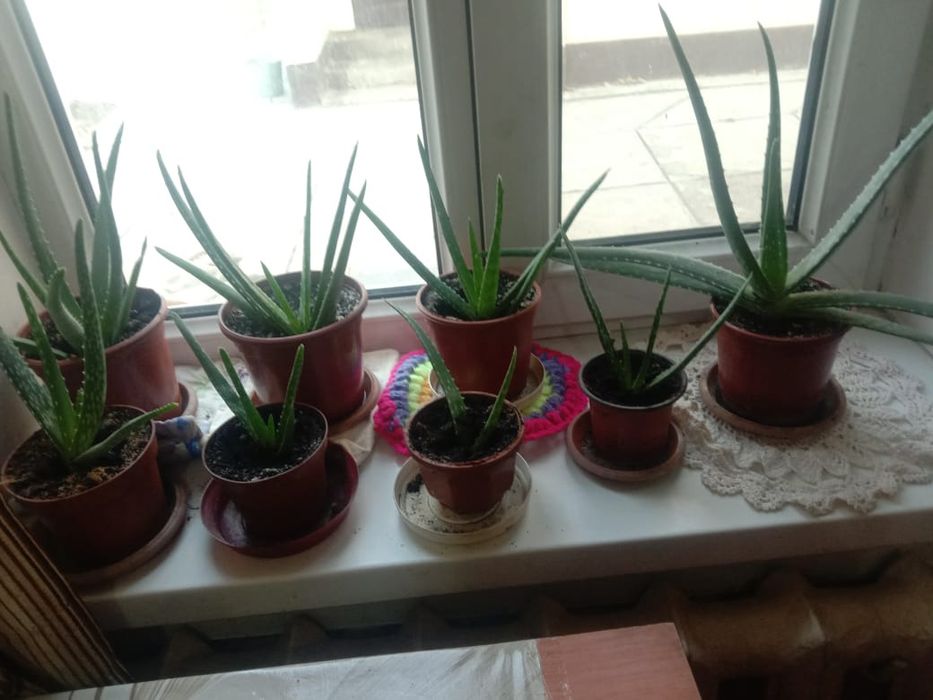 Кактус алоэ вера