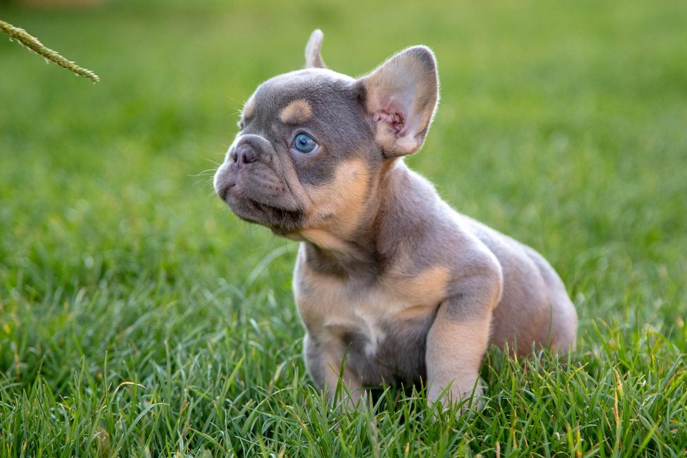bulldog francez lilac tan