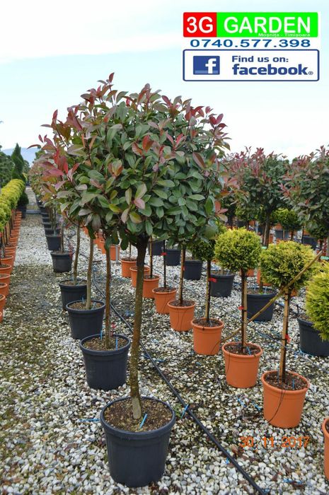 Photinia Globulara la Ghiveci