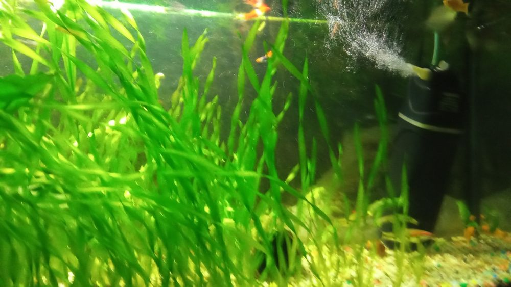 Продам спиральную валеснерию