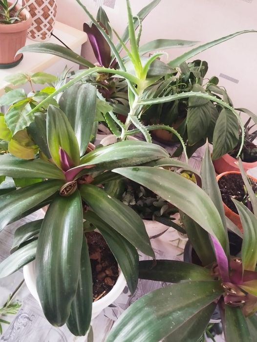 Продаю комнатные цветы