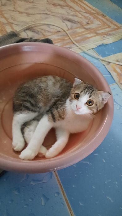 Вислоухий котенок