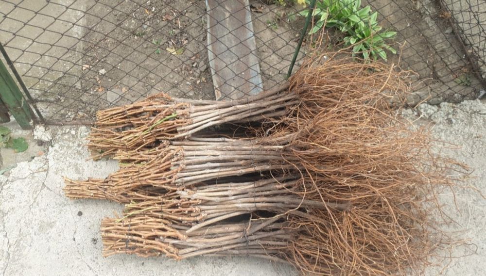 Material saditor Vita de Vie