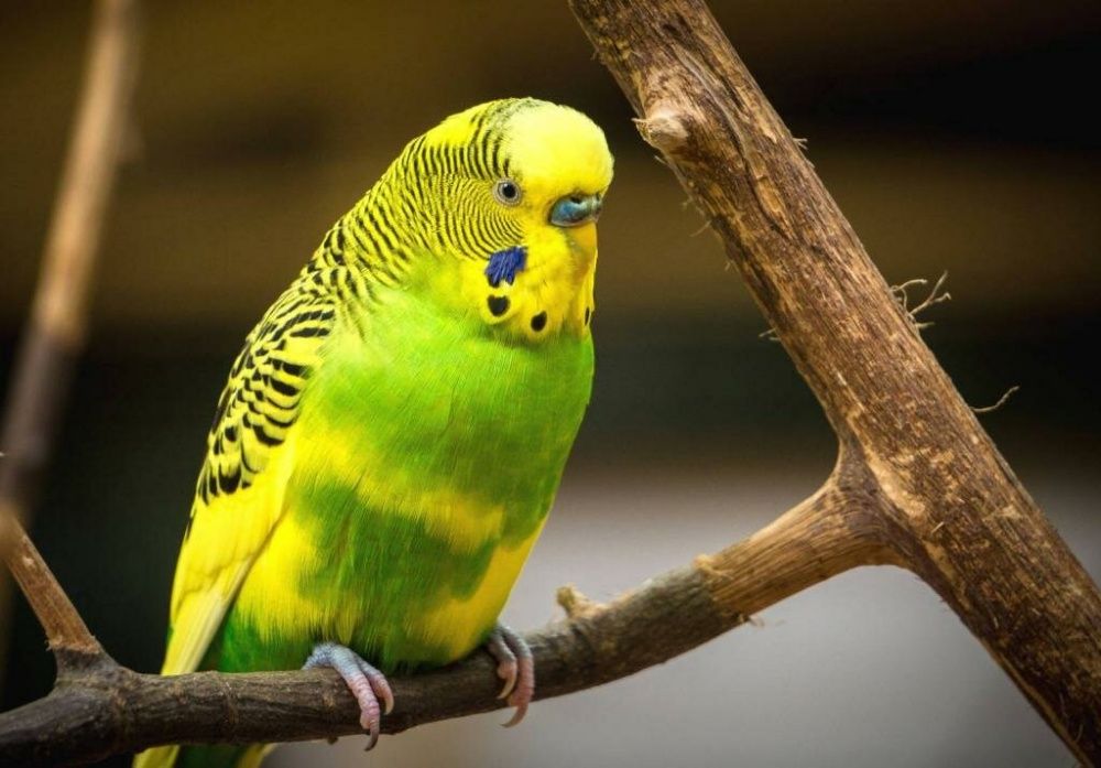 Красивый волнистый попугай с клеткой