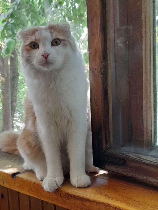 Вислоухий котенок 1 год касрирован