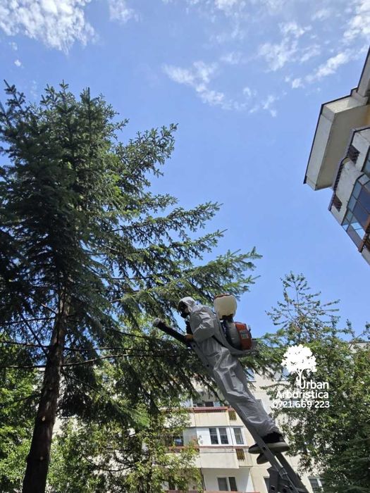 Stropire Tuia Leylandii Tratament Gard Viu - Servicii Arborist Cluj