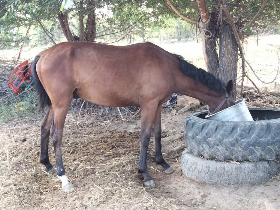 Жылкы сатылады еркек тай