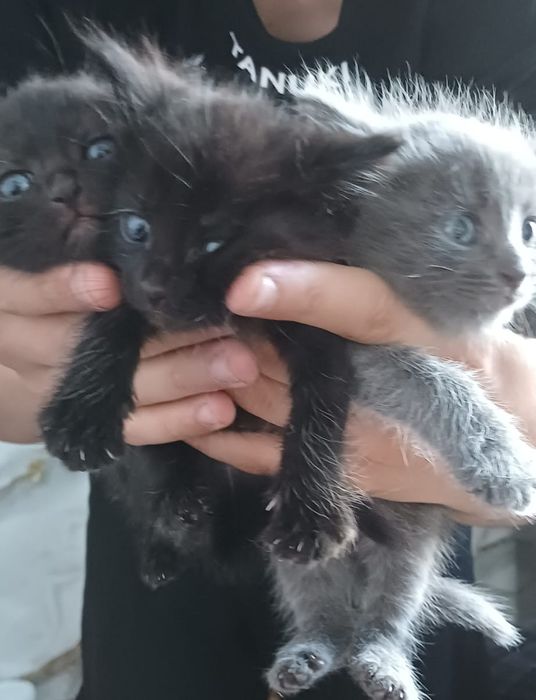 Отдам бесплатно котят в хорошие руки