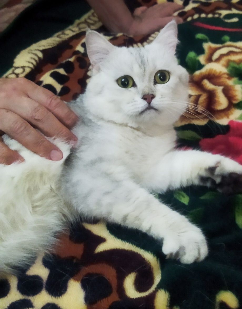 Передержка для кошек и котят Чиланзар