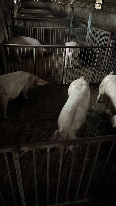 Продавам пет броя прасета по 50 кг едното. Порода бяла българка