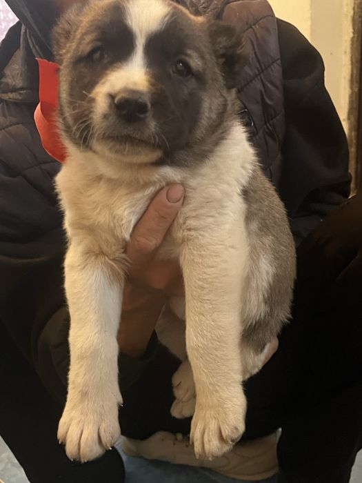 Текті Алабай күшіктер