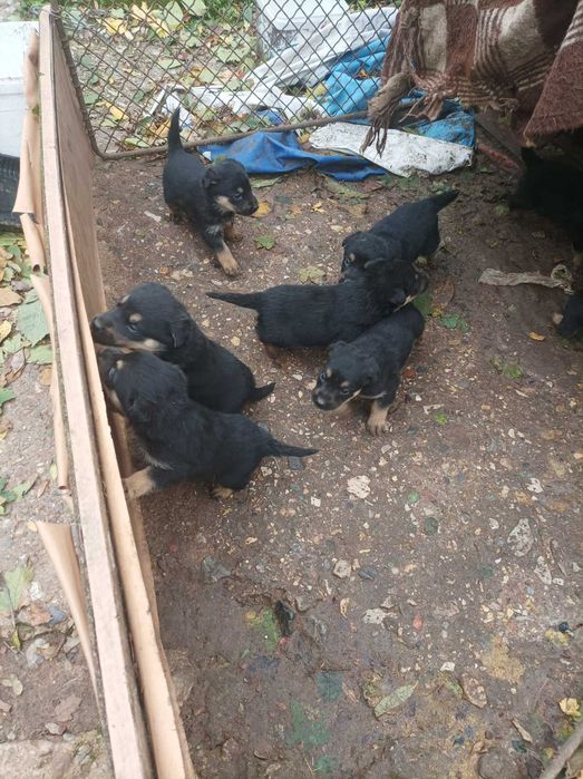 Ротвайлери кученца