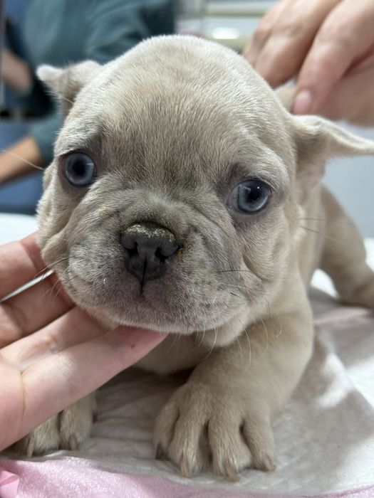 Mascul Bulldog Francez Isabella 2 luni / French Bulldog
