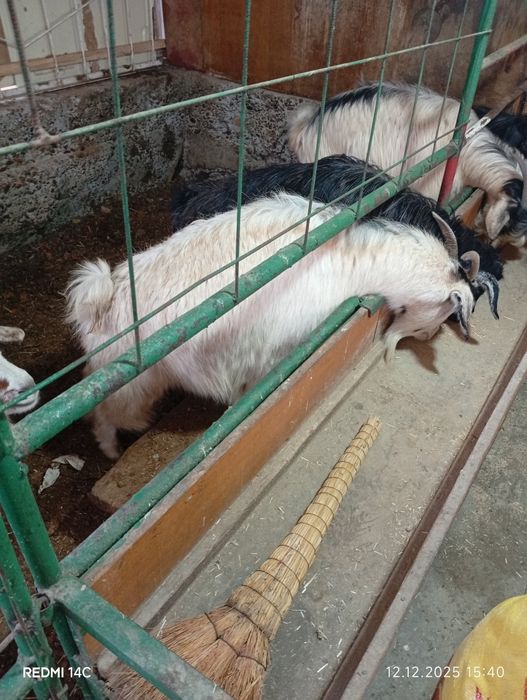 Бугоз экиззой эчкилар тезда сотилади хаммаси зур чиройли сифатли йош !