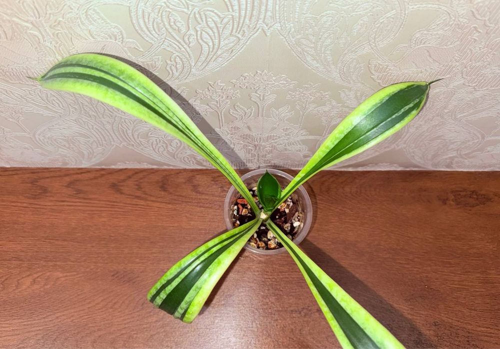 Сансевиерия, комнатные растения, комнатные цветы