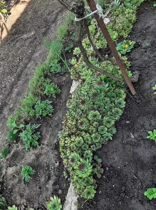 Български многогодишни цветя, 1лв брой