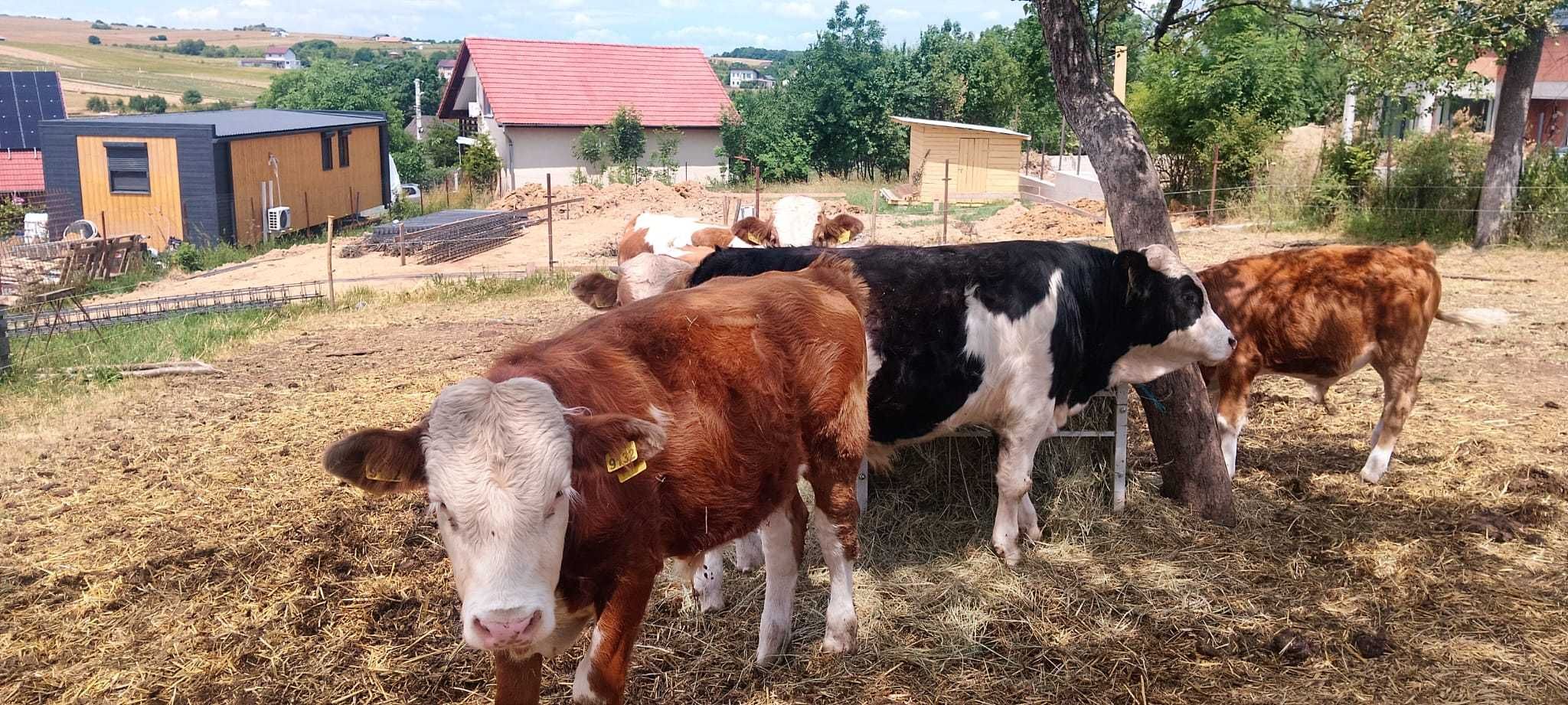 Vand 5 viței masculi