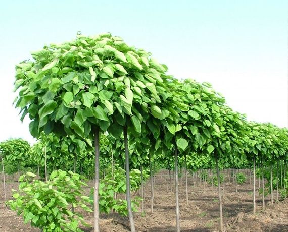 Catalpa (Nana ) .