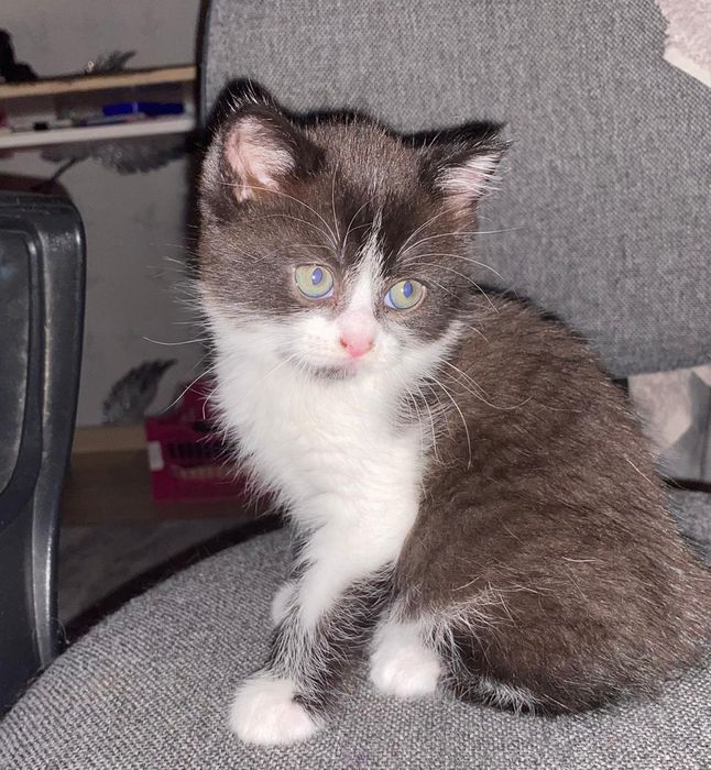 Отдам котенка в хорошие руки