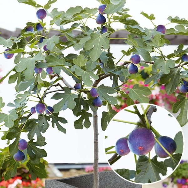 Pomi Fructiferi Exotici La Ghiveci (Smochin )