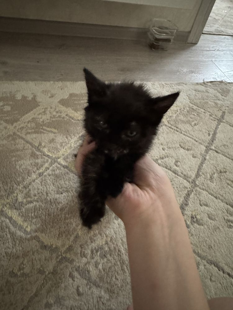 Красивые кошчка оо
