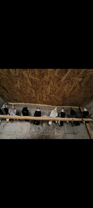 Молодые, Рябоголовые, Сочи