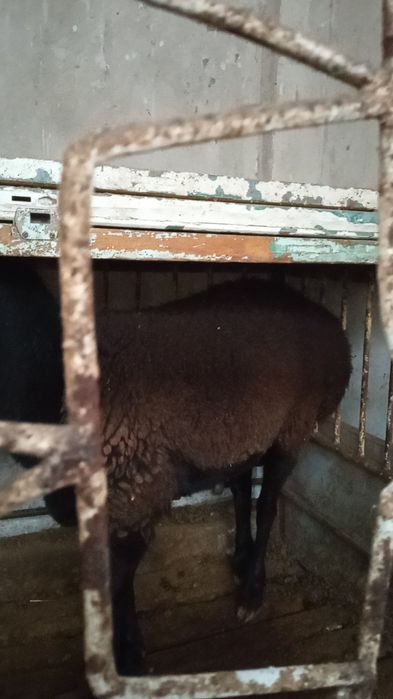 Sõyishga ikkita qõy sotiladi