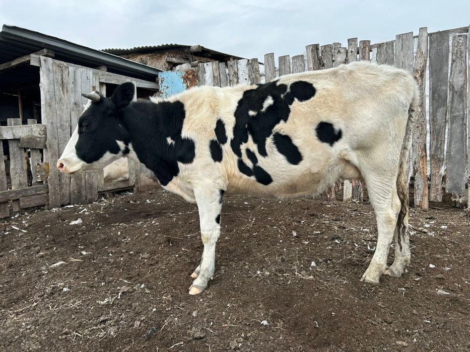 Продам голштинскую корову