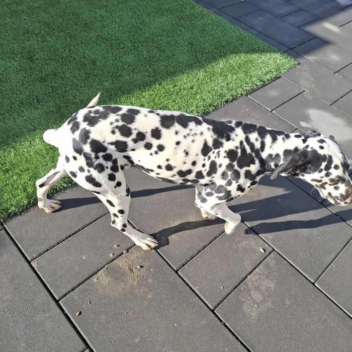 Vând dalmațian femelă are 2 ani