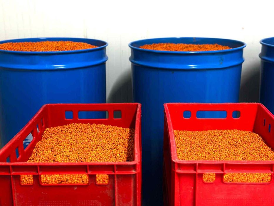 Cătină congelată de calitate superioară – Vânzare en-gros