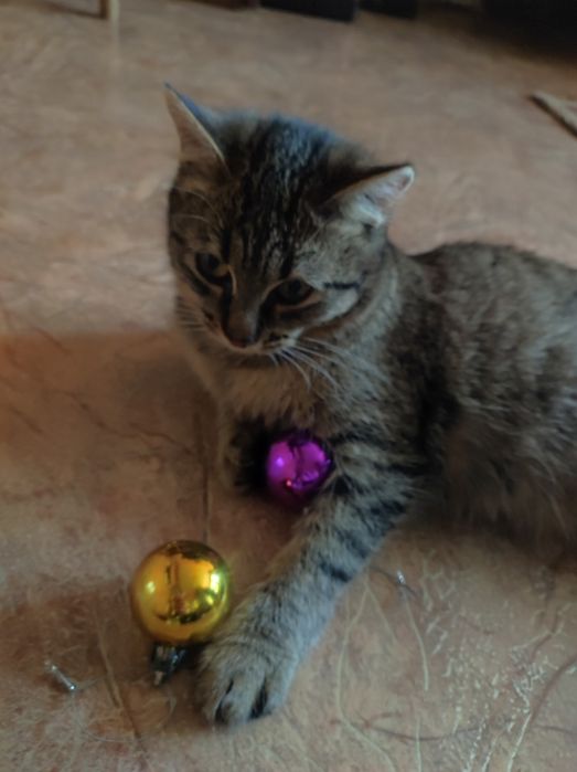 Котёнок 4,5месяцев , девочка