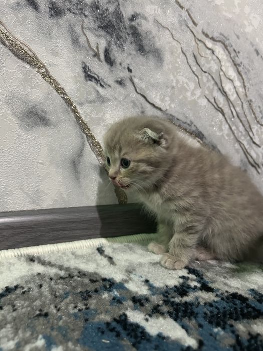 Зоти тоза мушуклар сотувда