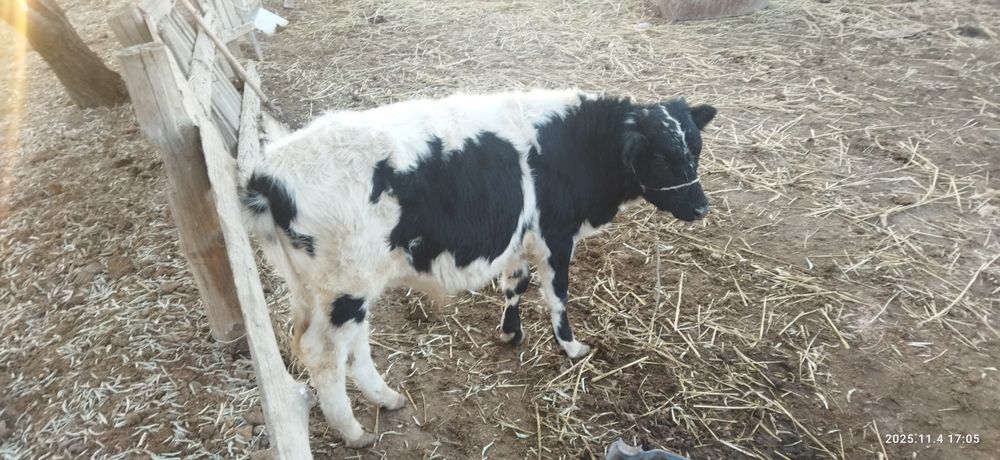 Бұқа сатылады сегізі айлық