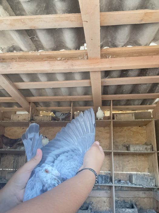 Vand o pereche de porumbei