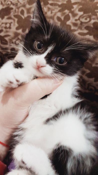 Котёнок, отдам в хорошие руки